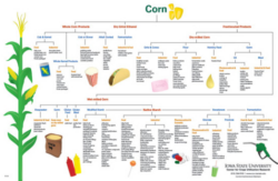 free  corn and soybean field record keeping template doc