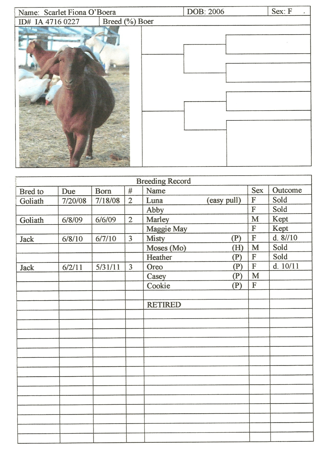 printable beef record keeping template pdf