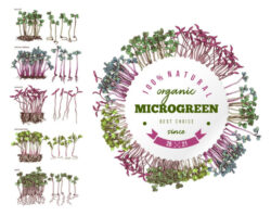 sample microgreens record keeping template