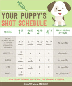 free blank dog immunization record template example