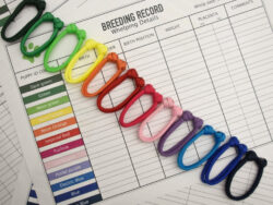 free  dog breeding record keeping template sample