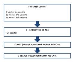 free printable cat vaccination record template doc