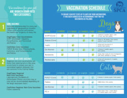 sample cat vaccination record template word